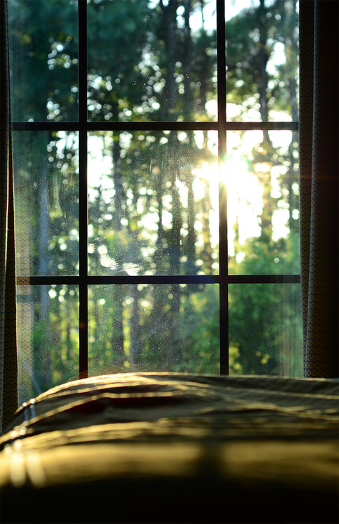 Sunxx shining through the trees and window weekend in bed with view into forest tree landscape photography interior design beautiful bed light window artistic calm relaxed cute cabin in woods