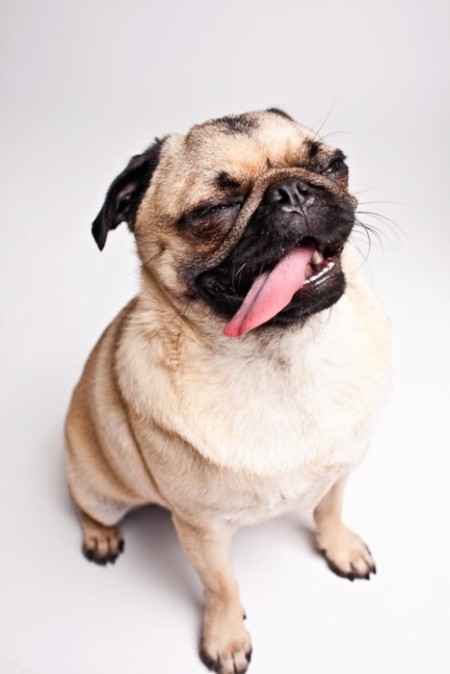 cute and Funny Pug Puppy Dog Portrait photography