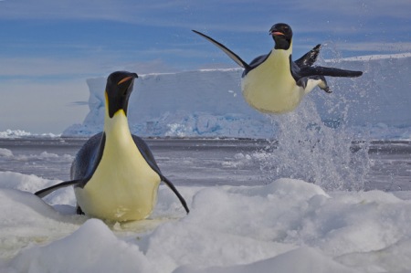 040_Paul-Nicklen-Canada-Frozen-moment / Photo of two adorable penguins called 'Frozen Moment', captured by Paul Nicklen.