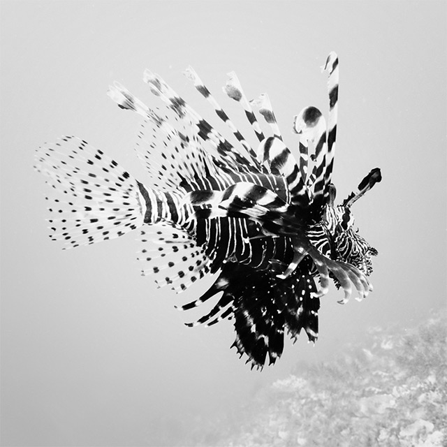 Black and White Underwater Photography by Hengki Koentjoro (7)