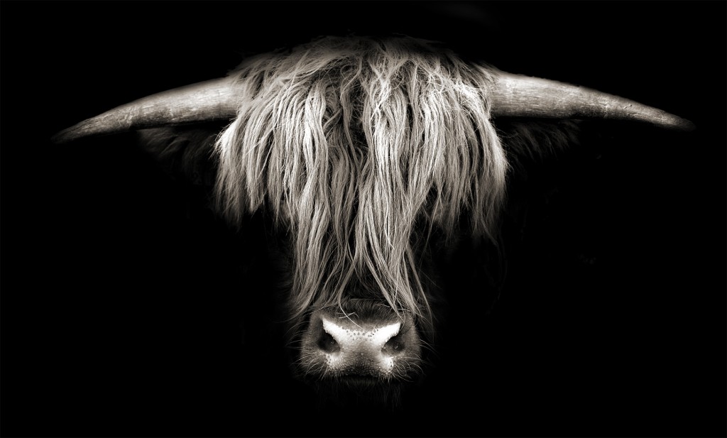 portrait of a steak by manfred bobertag black and white photography art bull cow animal nature food photographer portrait