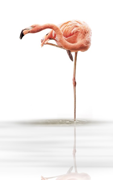 'Flamingo' by Christine Ellger animal picture beautiful photography wildlife white water leg standing pink surreal flamingo