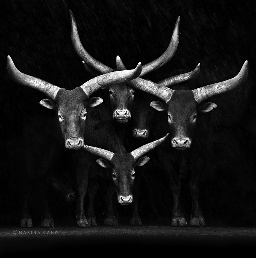 democrat republican debate presidential biden joe obama romney group family of bulls horns pamplona stier bull black and white photography vintage beautiful stunning animal wildlife national geographic photograph arts artistic how to take a great black and white photo blog tumblr wordpress