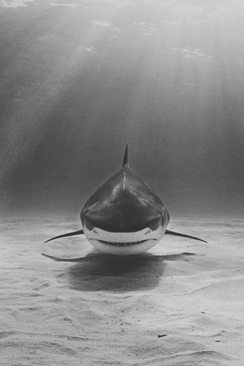 waiting shark fish underwater photography scary white shark image ocean sea light prey hunting shark hunt fish