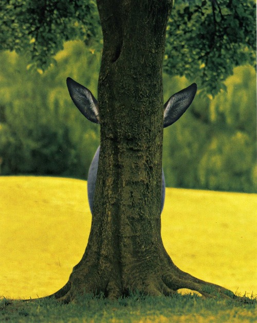 we hide hiding funny animal cute picture hiding behind a treek hide and seek photography field landscape farm forest
