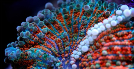 coral reef aquarium fish underwater ocean color macro photography lense zoom detail amazing vibrant creatures