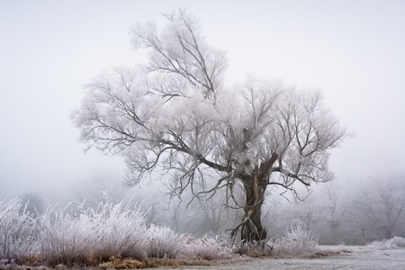 frost winter landscape photography white beauty snow freezing temperatures climate trees forest calm silent