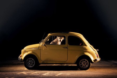 dog portrait photography cars silence abondoned dogs documentary moving sad emotional