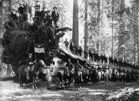 ca. 1900, Yosemite National Park, California, USA --- Cavalry and Fallen Tree