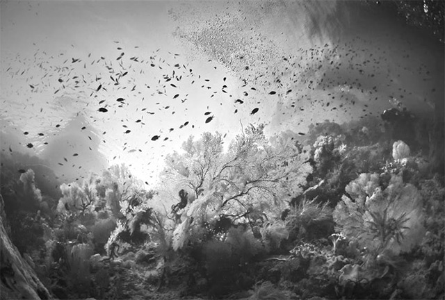 Black and White Underwater Photography by Hengki Koentjoro (8)
