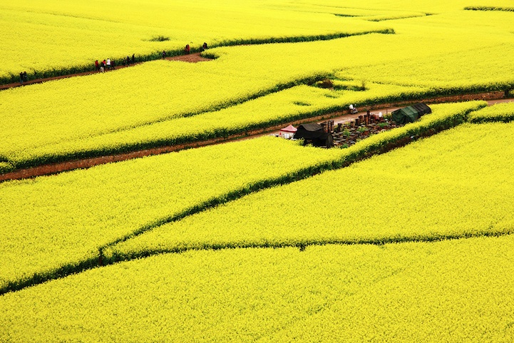 Ocean of Flowers in Luoping, China (5)