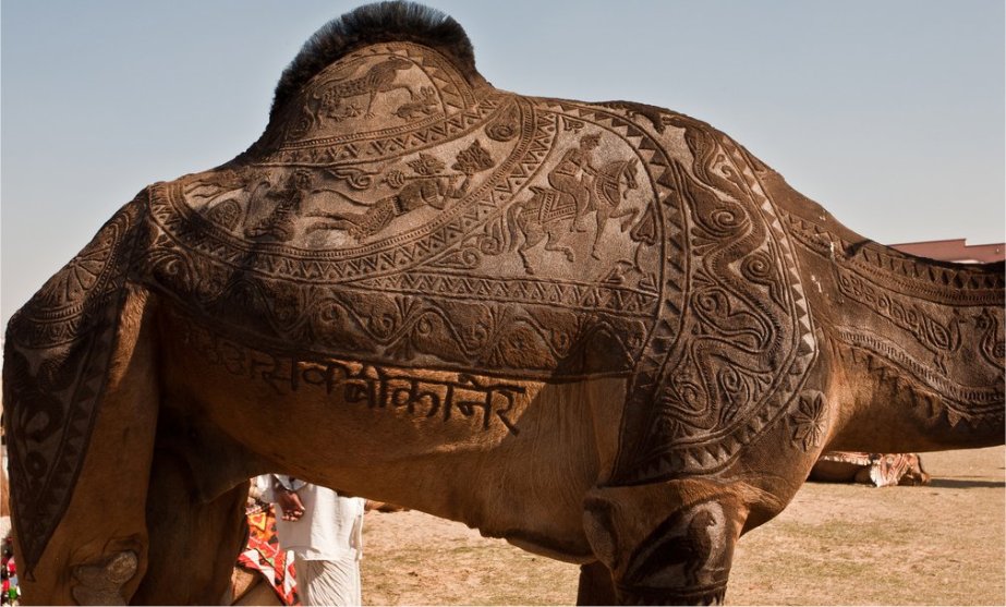 the indian city of bikaner host an annual camel festival in january. the designs are the results of trimming and dying the camel hair. photos steve hoge and osakabe yasuo (2)
