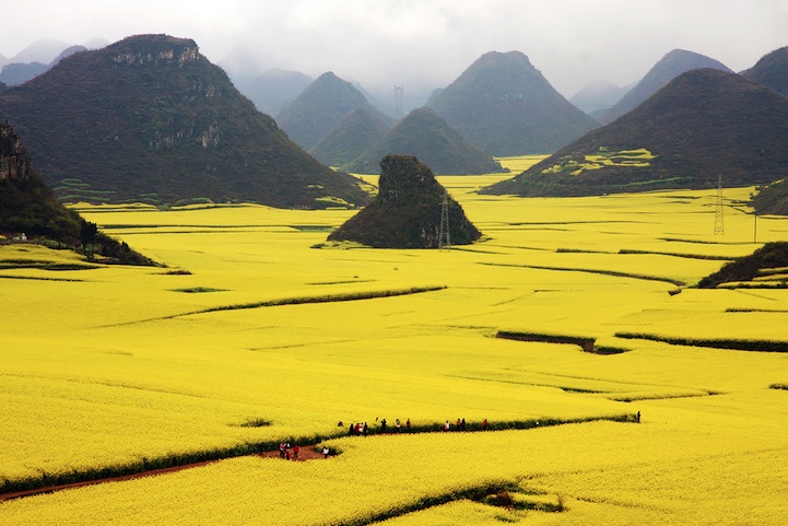 Ocean of Flowers in Luoping, China (1)