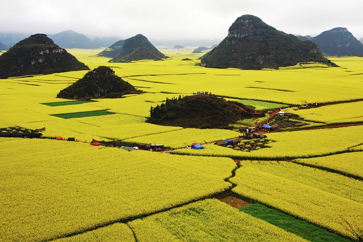 Ocean of Flowers in Luoping, China (6)